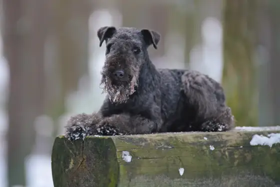 Lakeland Terrier - Carattere, gestione e consigli prima dell'acquisto