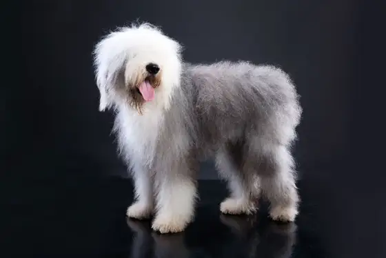 Bobtail - Il cane pastore che non ti aspetti? Scopri la verità!