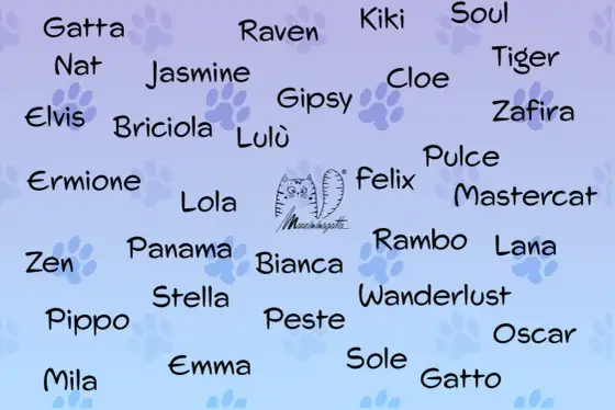 Nomi per Gatti - Scegli quello perfetto: Guida pratica