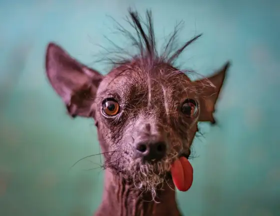 Qual è la razza di cane più antica - La verità