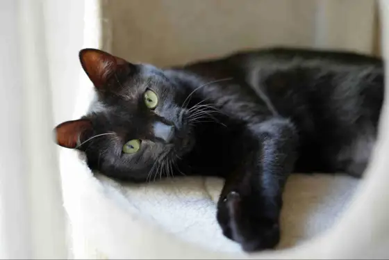 Lettiera per gatti: quale scegliere per odori e pulizia?