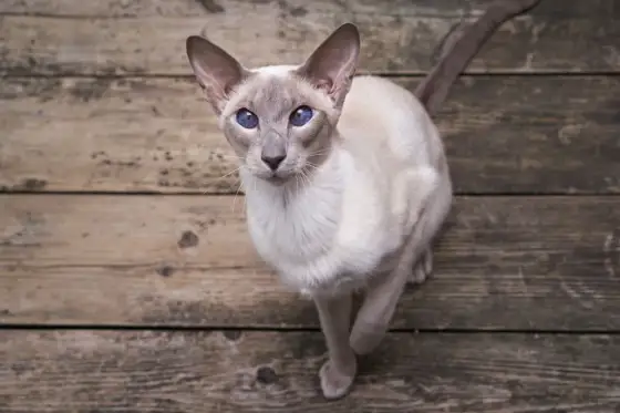 Gatto Orientale a Pelo Corto - È il compagno giusto per te?