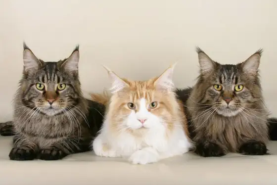 Gatto tipo lince? Le razze domestiche che la ricordano