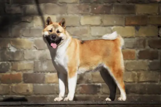 Akita Americano Gigante - Verità su Taglia e Carattere