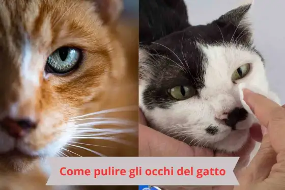 Pulizia occhi gatto - La guida per non irritarli