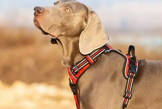 Collare o pettorina - La scelta giusta per il tuo cane