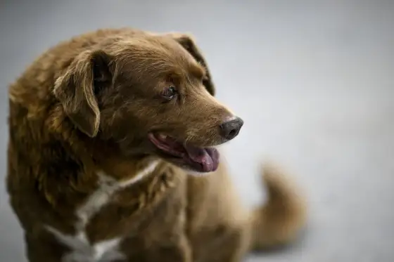 Cane più vecchio del mondo - La verità sul record di longevità