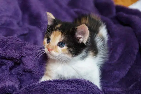Un adorabile gatto tricolore con occhi azzurri guarda curioso da una morbida coperta viola.