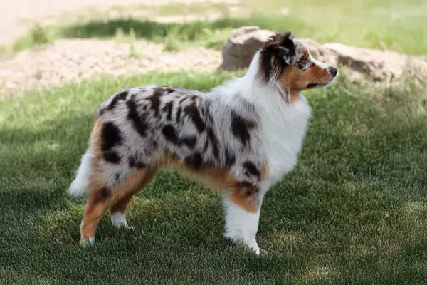 Un bellissimo miniature american shepherd con mantello merle e bianco, in piedi sull'erba verde.
