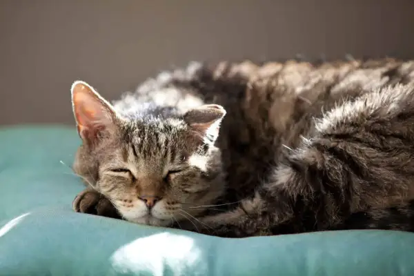 Gatto soriano dorme sereno. Se noti cambiamenti nel suo comportamento, come aumento della sete o della fame, potrebbero essere sintomi di diabete nel gatto.