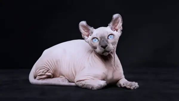 Un affascinante gatto senza pelo con occhi azzurri penetranti, sdraiato su uno sfondo scuro. La sua pelle rosa pallido è segnata da rughe che raccontano una storia antica.