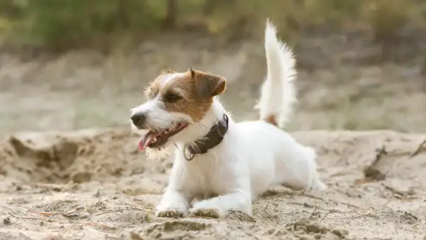 Un vivace jack russel bianco e marrone, con la lingua fuori, si riposa sulla sabbia in una giornata soleggiata.