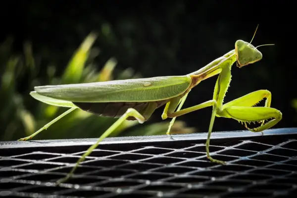 Una ierodula verde, con le zampe anteriori pronte all'attacco, si posa su una griglia metallica.