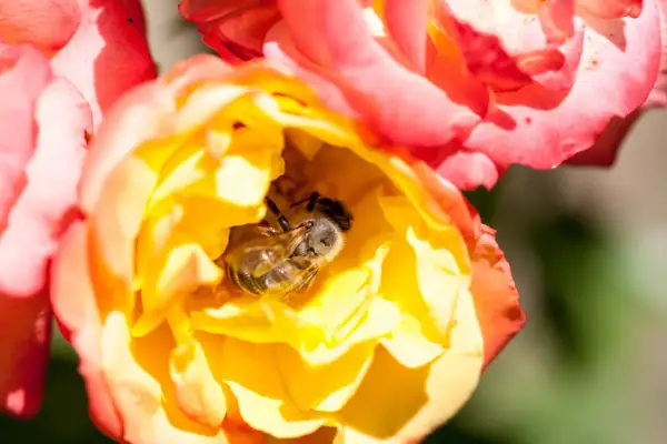 Un'ape riposa nel cuore di una rosa gialla e arancione, sembra che le api dormano qui.