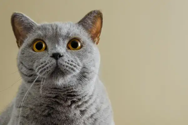Un adorabile gatto certosino con occhi dorati e pelo grigio, che guarda intensamente verso l'obiettivo.