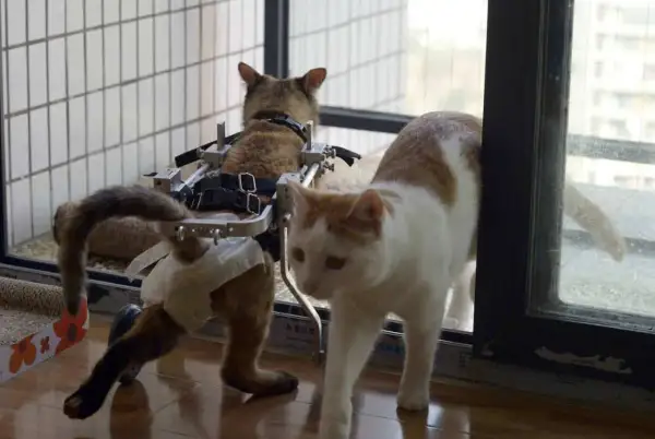 Un gatto disabile in un carrello si muove con l'aiuto di un altro gatto.
