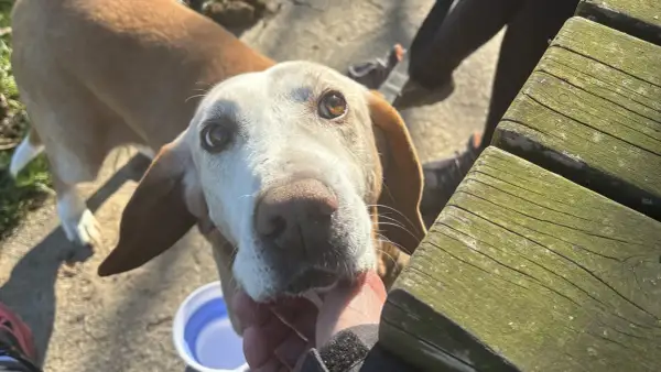 Un cane anziano con occhi dolci guarda verso la telecamera mentre una mano lo accarezza.