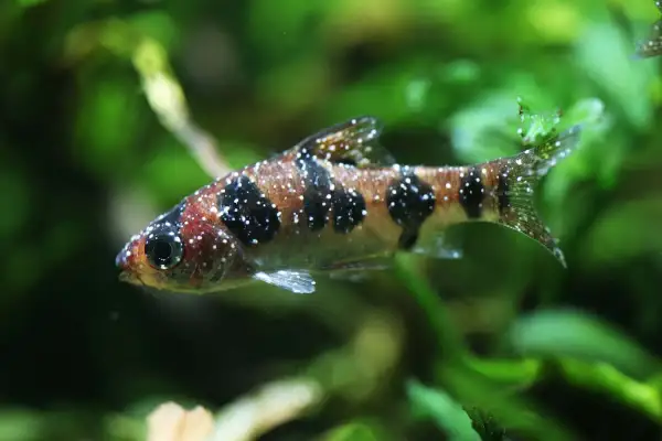 Pesce con puntini bianchi, forse un segno di malattia. Si cercano rimedi naturali per curare questi pesci.