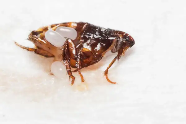 Pulce adulta con uova, un dettaglio per capire come eliminare le pulci in casa.