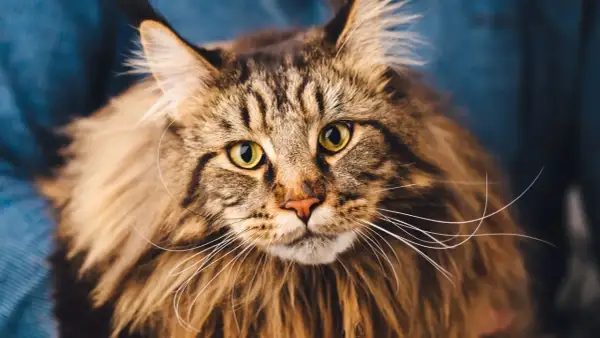 Primo piano di un maestoso Maine Coon con occhi verdi luminosi e folta pelliccia marrone tigrata.