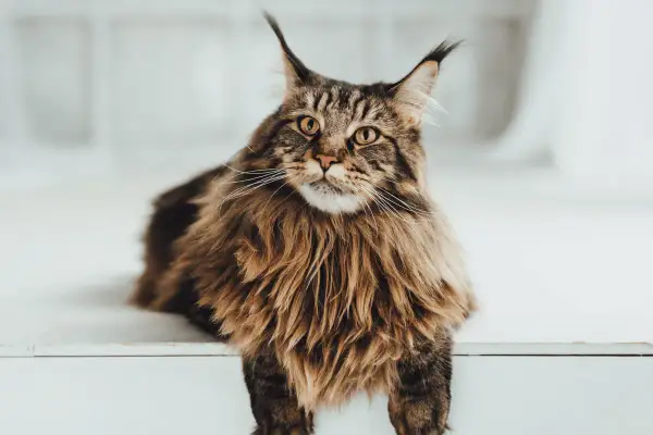 Un maestoso Maine Coon gigante, con folta pelliccia e occhi penetranti, posa con regale eleganza.