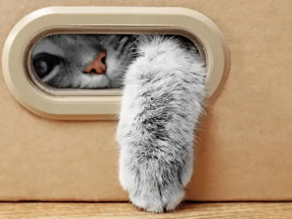 Un occhio curioso e una soffice zampa gatto spuntano da una scatola.
