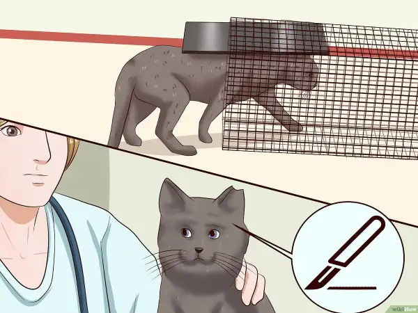 Gatto in trappola, poi un veterinario con un bisturi. Illustra come allontanare i gatti in modo sicuro e umano.