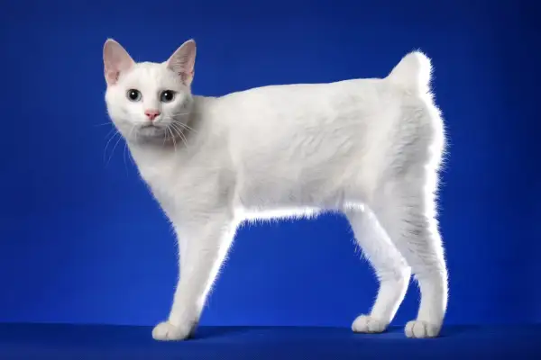 Un elegante gatto senza coda, tutto bianco con occhi azzurri, posa su uno sfondo blu.