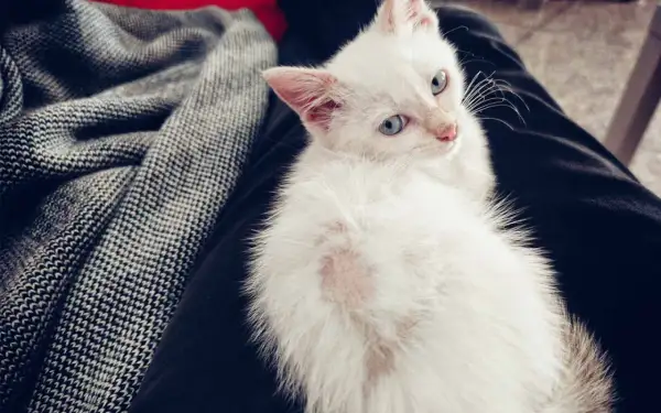 Un gatto bianco con macchie rosa sul pelo, forse un gatto perde pelo a chiazze, riposa su un tessuto scuro.