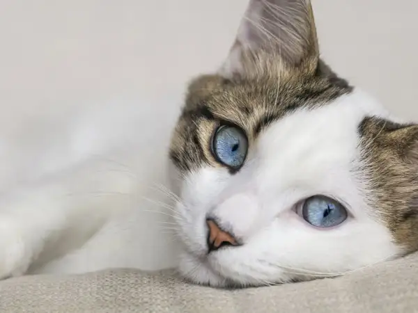 Un gatto bianco e marrone con incredibili **ojos azules** riposa su una superficie chiara.