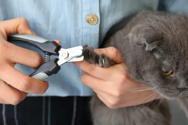 Mani che tengono un gatto grigio per tagliare le unghie con un tagliaunghie.