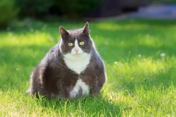 Gatto grigio e bianco seduto sull'erba. Chissà quanto pesa un gatto così paffuto?
