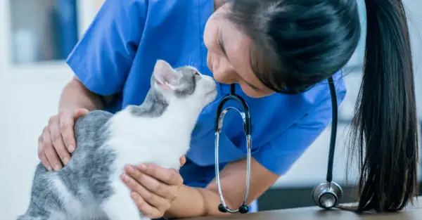 Veterinaria conforta un gatto punto da vespa, accarezzandolo dolcemente.