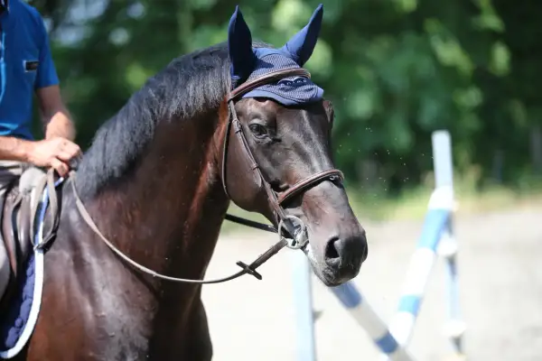 Un cavallo baio, un magnifico maiale maschio, con cuffie blu e finimenti in cuoio, pronto per la competizione.