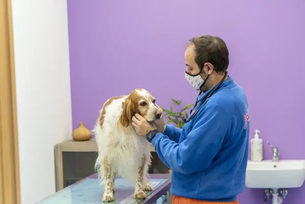 Veterinario esamina un cane con possibili problemi neurologici. Il cane è bianco e marrone, il veterinario indossa una mascherina e un camice blu.