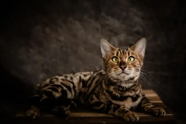 Un magnifico gatto bengala con occhi verdi luminosi, posa su un tavolino di legno. Il suo manto maculato risalta sullo sfondo scuro.