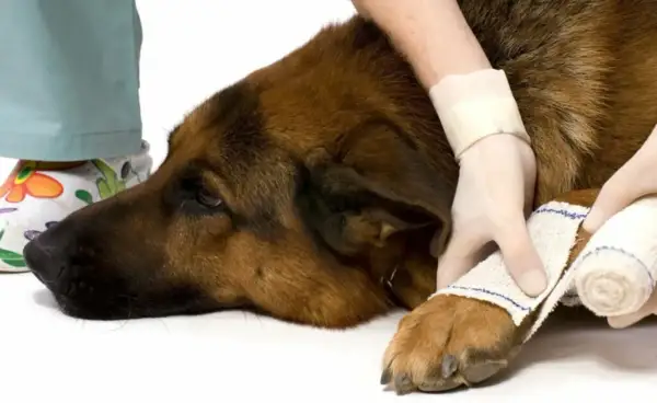 Un cane di razza pastore tedesco riceve un bendaggio per una distorsione alla zampa.