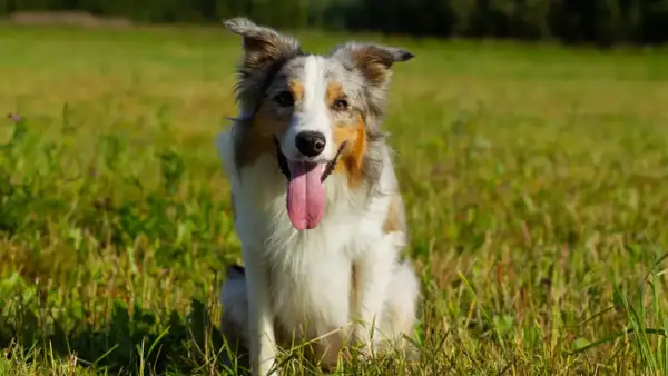 Un cane da pastore australiano, con la lingua fuori, seduto in un prato verde. Un vero forasacchi cane, pronto per giocare.