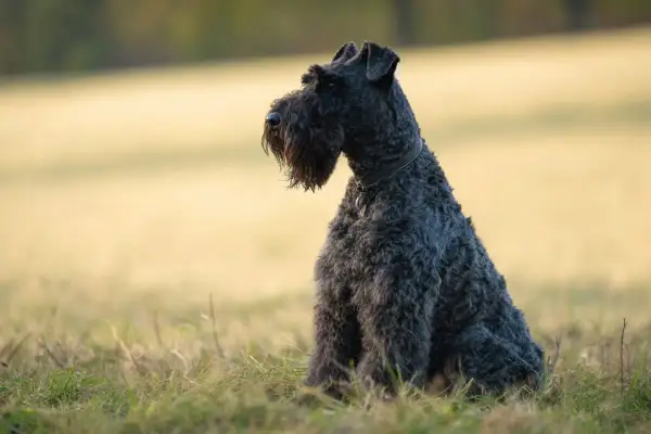 Un Kerry Blue Terrier dal pelo scuro e riccio siede sull'erba, con uno sguardo attento verso l'orizzonte.