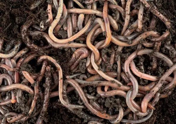 Un groviglio di lombrichi rosa e marroni si muove nel terreno umido, un'immagine ravvicinata della vita sotterranea.