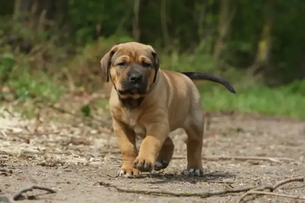 Un cucciolo di tosa inu marrone chiaro corre su un sentiero sterrato in un bosco.