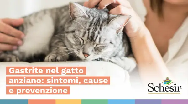 Gatto grigio accarezzato, con testo su gastrite nel gatto anziano: sintomi, cause e prevenzione.