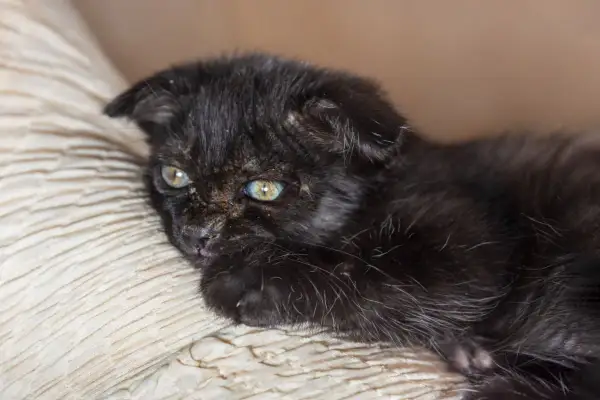 Dolce gattino nero con occhi verdi, forse affetto da tigna, riposa su un cuscino beige.