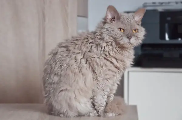 Un gatto ural rex dal pelo riccio e color crema, con occhi ambrati, seduto su una superficie chiara.