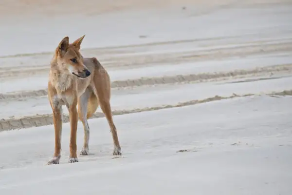 Un dingo domestico, con il suo manto fulvo, osserva attentamente la spiaggia sabbiosa, lasciando tracce leggere.