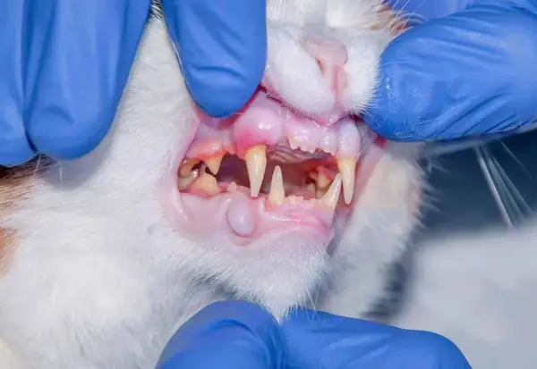 Gengive gonfie e arrossate, denti sporchi e un piccolo nodulo: il gatto soffre di gengivite.