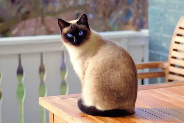 Un elegante gatto siamese con occhi blu zaffiro siede su un tavolo di legno all'aperto, godendosi il sole.