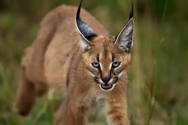 Un caracal gatto, con le sue iconiche orecchie a punta, avanza furtivamente tra l'erba alta, gli occhi verdi fissi sull'obiettivo.
