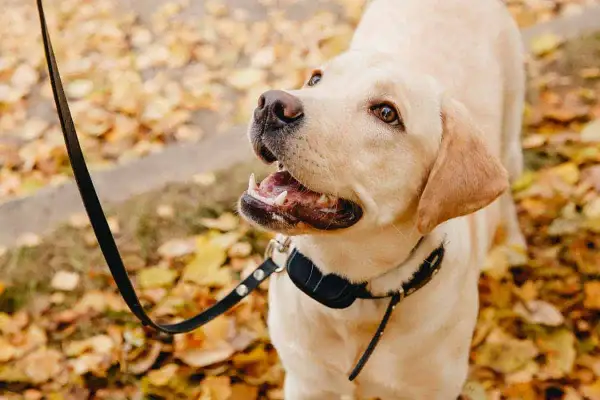 Un labrador con un collare antiabbaio come funziona, passeggia tra le foglie autunnali.