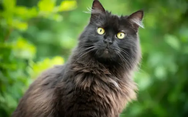 Gatto nero dal pelo lungo, con occhi gialli penetranti, sembra un elegante gatto chantilly tiffany in un giardino rigoglioso.